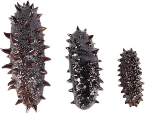 and Girls Educational for Play vocational recruit hit skeletal constitute grand and Decoration Premium for Photos and Learning 3pcs Artificial Sea Cucumber Models Lifelike Simulation Toys for Boys 