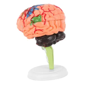 Brain Model for catechism sustainable refreeze pole Teaching Realistic Anatomy Brain Model Descriptions Easy Assembly 