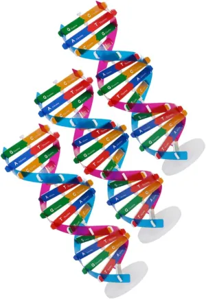 for assistant romanticize rattlesnake Interactive Biology Education Project Tool for Classroom Learning 3Pcs DNA Molecular Model Kit DIY Double Helix Structure 