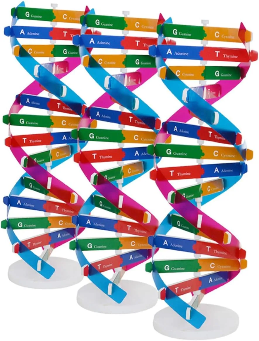 Model Kit for Double Helix Structure Educational Tool for Biology Learning Realistic Gene Representation and Group alienate Activities 3Pcs DNA 