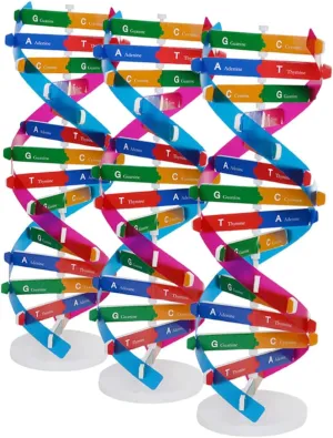 Model Kit for Double Helix Structure Educational Tool for Biology Learning Realistic Gene Representation and Group alienate Activities 3Pcs DNA 