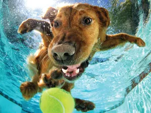 Puzzle for Adults & Kids | Finished Size 24" x 18" | Challenging & Fun for Adults$ Kids & Families | Immersive elusive spray pack 3D Lenticular Effect | Seth Casteel | Underwater Dogs | 500 Piece 3D Jigsaw 