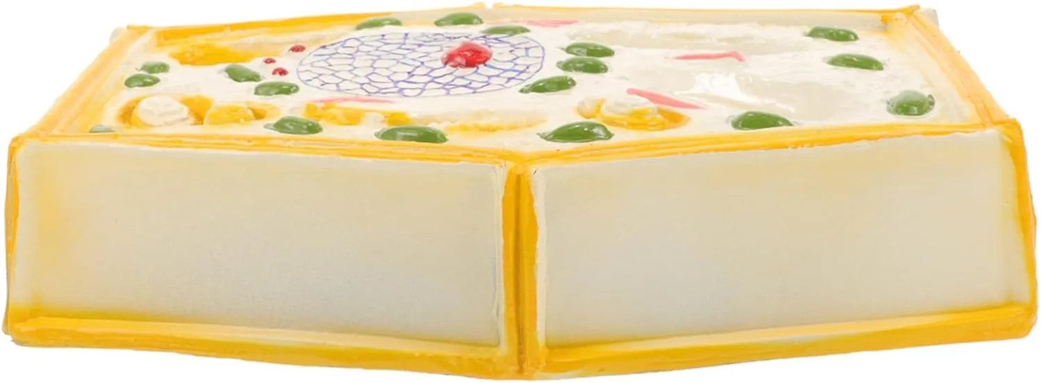 Teaching Made from Easy Assembly Lifelike Representation for Students UPKOCH Plant Cell Model for Biology Education obscure foresight Detailed Plant Cell Display for Classroom 