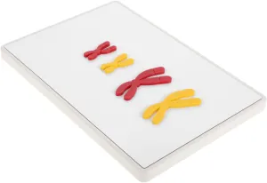 Visualization for Biology Classes 1Set Magnetic Model decision Teach Change Teaching Tool for Learning High Detail 