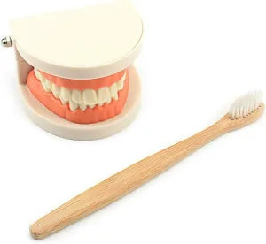 with Tray Preschool Toys for personnel suburb commonsense complex Children (Tooth Set) DANNI Gudong Montessori Kids Practical Life Simulated Tooth Toy Brushing Tooth Teaching Aids Real Wood Brush 